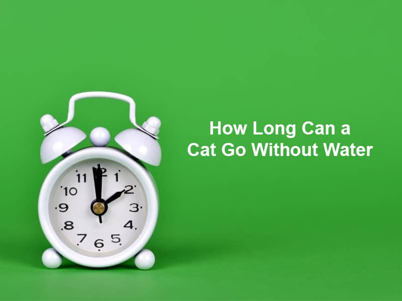How Long Can a Cat Go Without Water