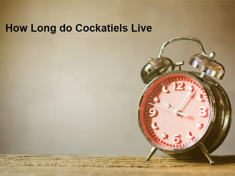 How Long do Cockatiels Live