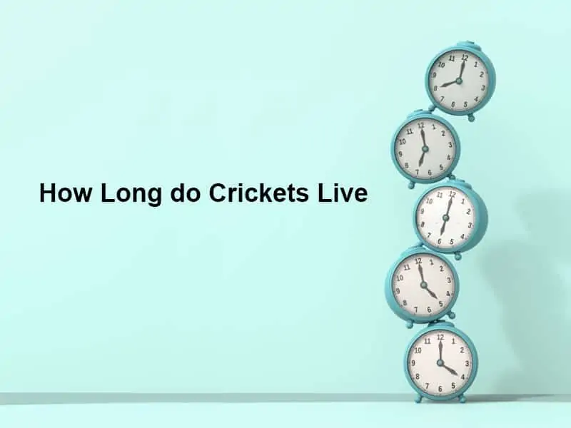 How Long do Crickets Live