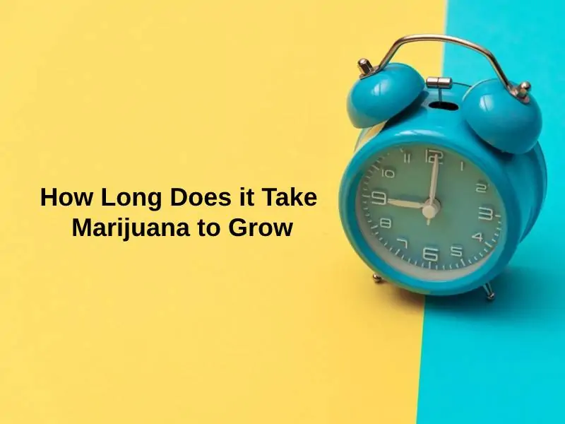 How Long Does it Take Marijuana to Grow