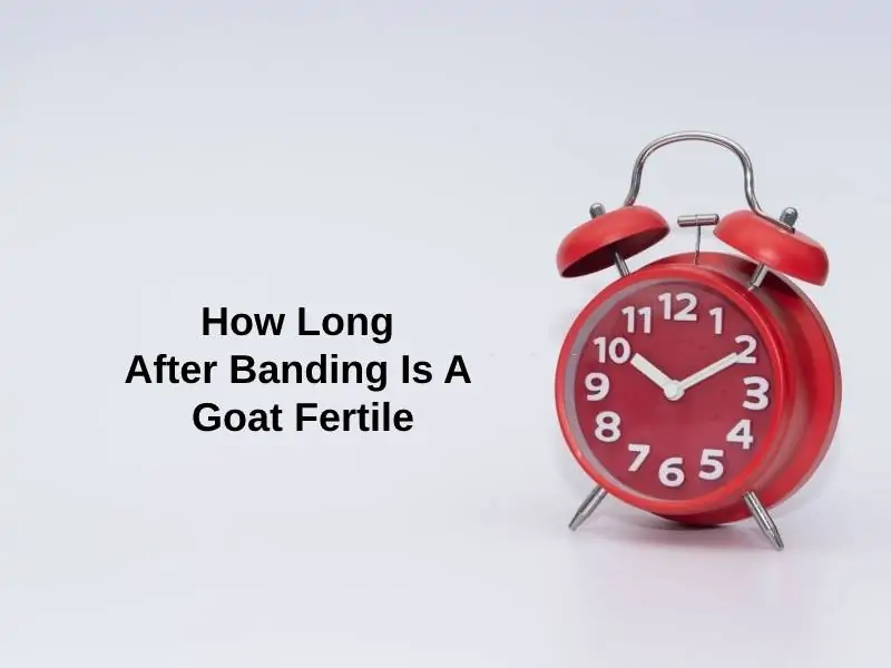 How Long After Banding Is A Goat Fertile