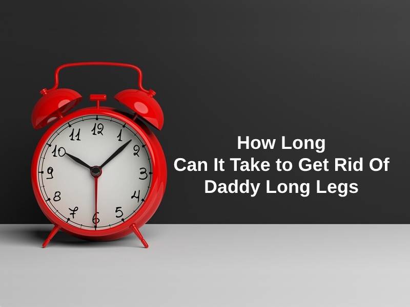 How Long Can It Take to Get Rid Of Daddy Long Legs