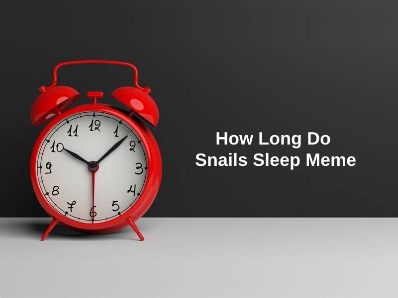 How Long Do Snails Sleep Meme
