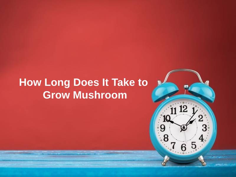 How Long Does It Take to Grow Mushroom