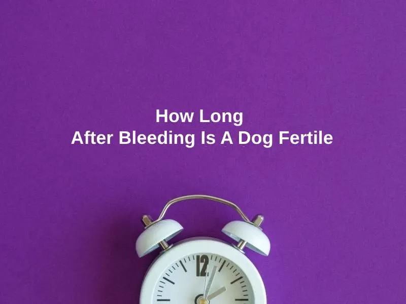How Long After Bleeding Is A Dog Fertile