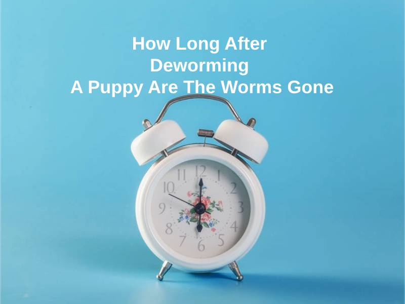 How Long After Deworming A Puppy Are The Worms Gone