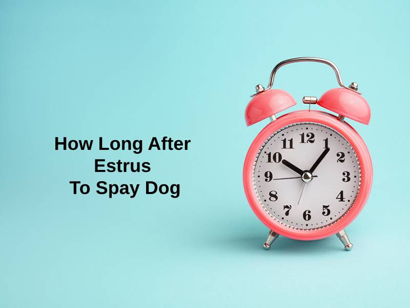 How Long After Estrus To Spay Dog