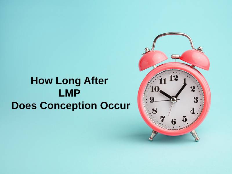 How Long After LMP Does Conception Occur