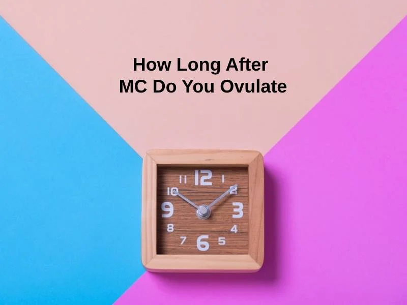 How Long After MC Do You Ovulate