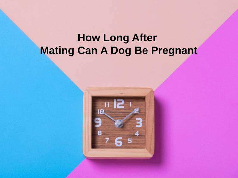 How Long After Mating Can A Dog Be Pregnant
