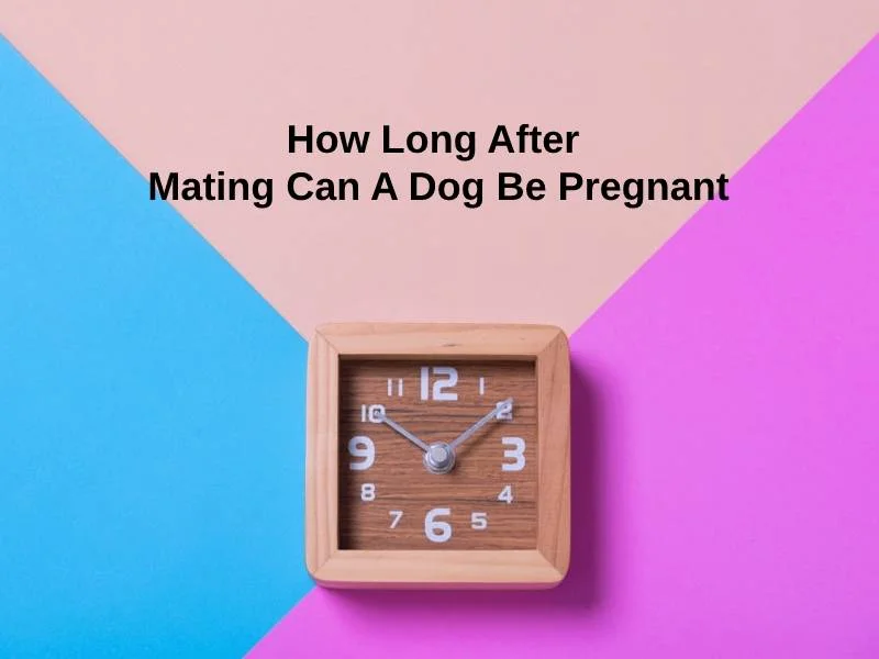 How Long After Mating Can A Dog Be Pregnant