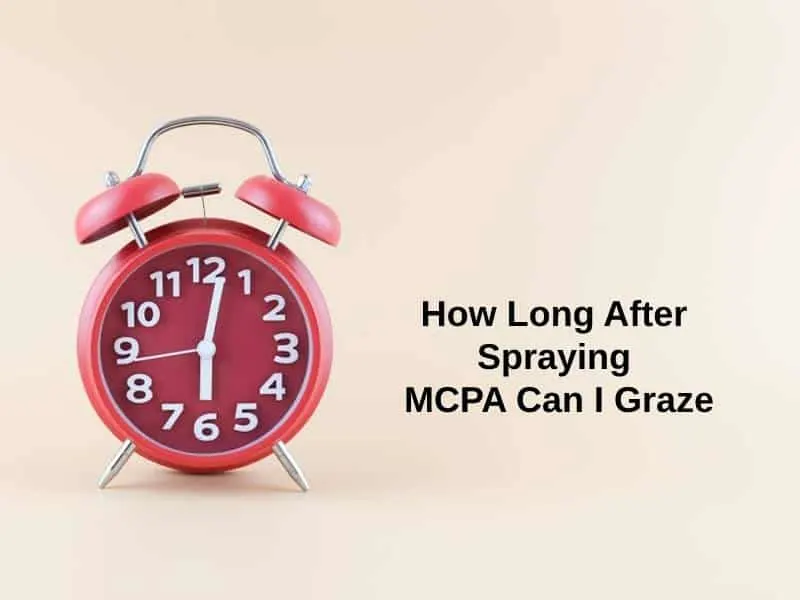 How Long After Spraying MCPA Can I Graze