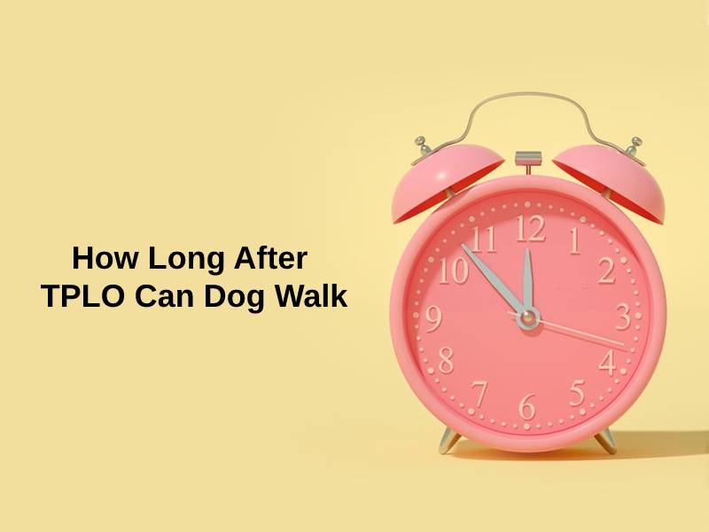 How Long After TPLO Can Dog Walk
