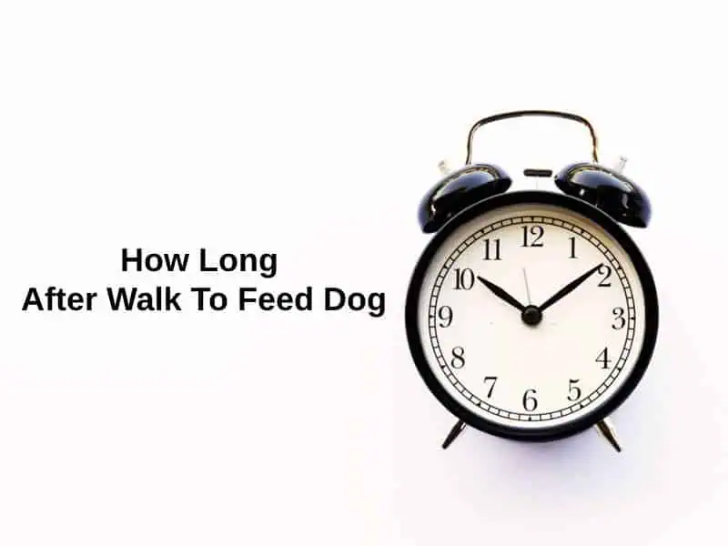 How Long After Walk To Feed Dog