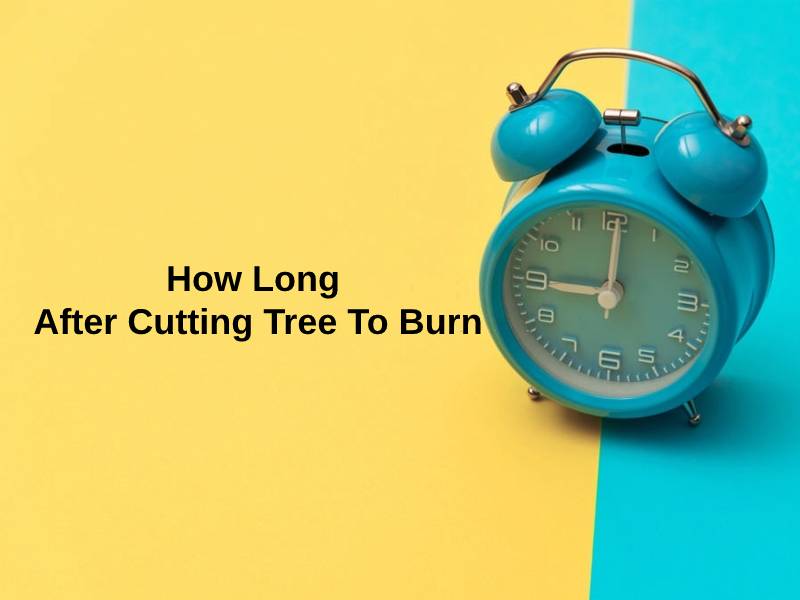 How Long After Cutting Tree To Burn