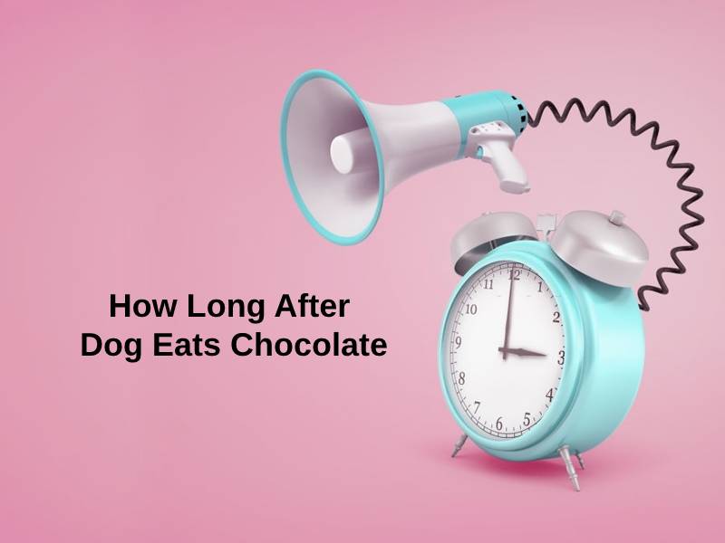 How Long After Dog Eats Chocolate