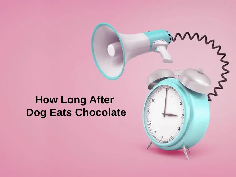How Long After Dog Eats Chocolate