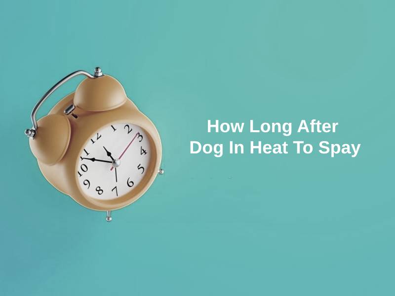 How Long After Dog In Heat To Spay