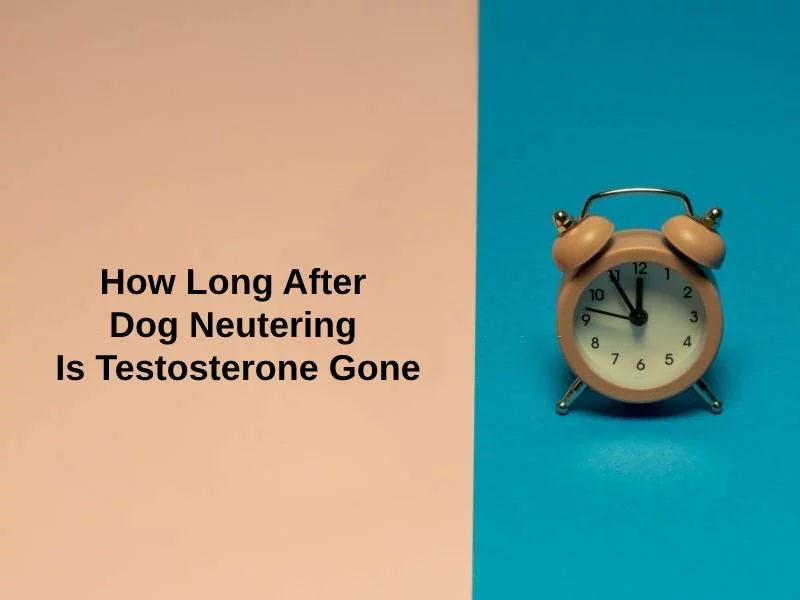 How Long After Dog Neutering Is Testosterone Gone