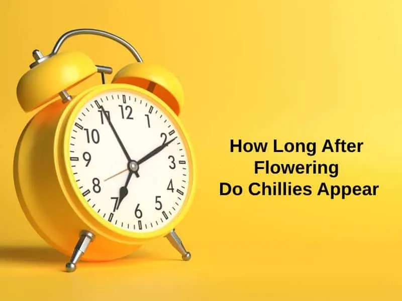 How Long After Flowering Do Chillies Appear