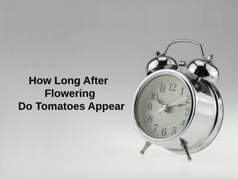 How Long After Flowering Do Tomatoes Appear