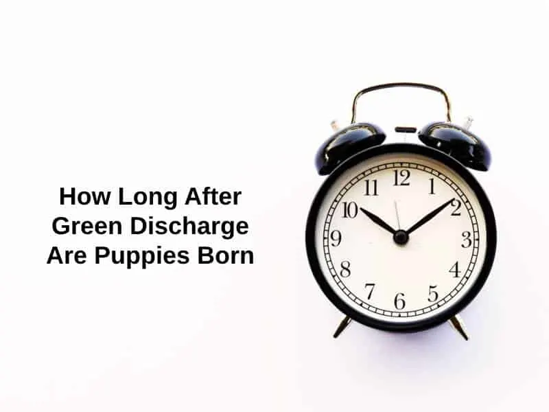 How Long After Green Discharge Are Puppies Born