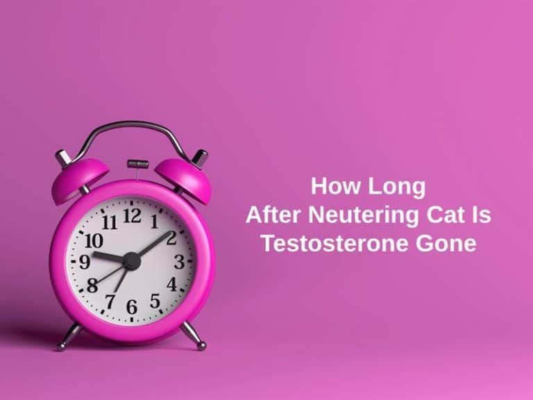 How Long After Neutering Cat Is Testosterone Gone (And Why)? - Exactly ...