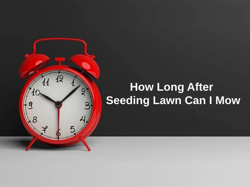 How Long After Seeding Lawn Can I Mow