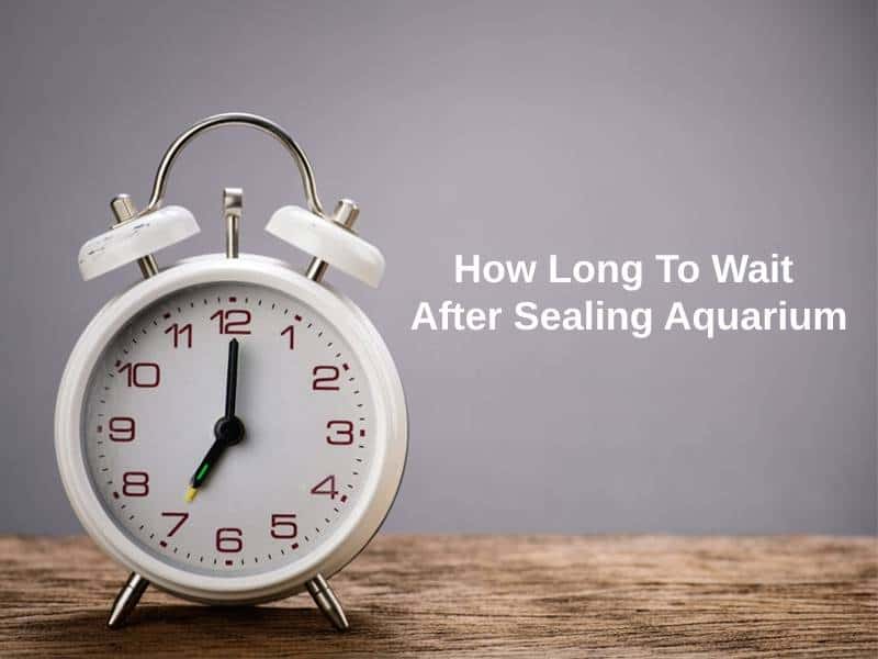 How Long To Wait After Sealing Aquarium