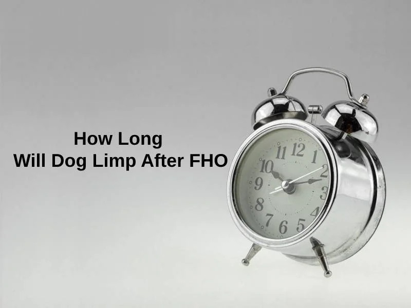 How Long Will Dog Limp After FHO