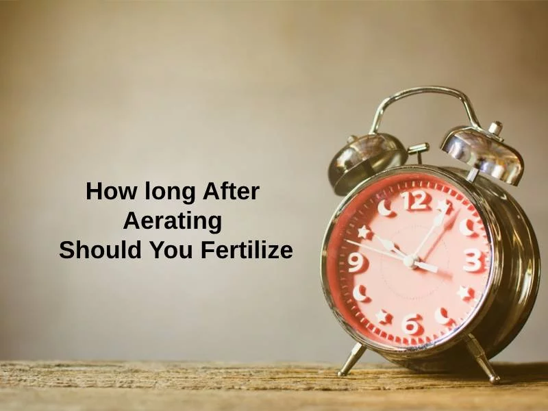 How long After Aerating Should You Fertilize