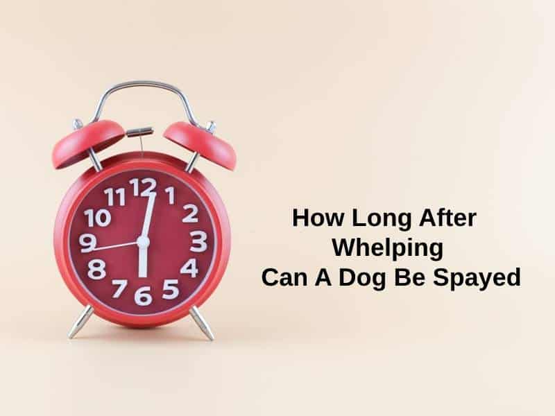 How Long After Whelping Can A Dog Be Spayed
