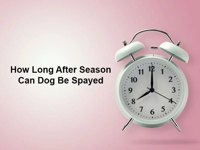 How Long After Season Can Dog Be Spayed