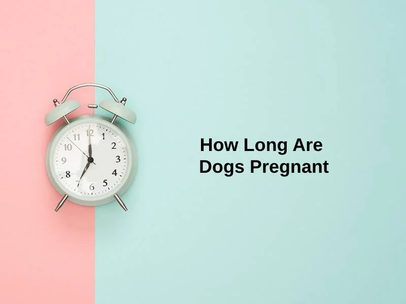 How Long Are Dogs Pregnant