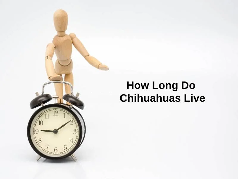 How Long Do Chihuahuas Live