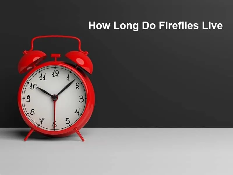 How Long Do Fireflies Live