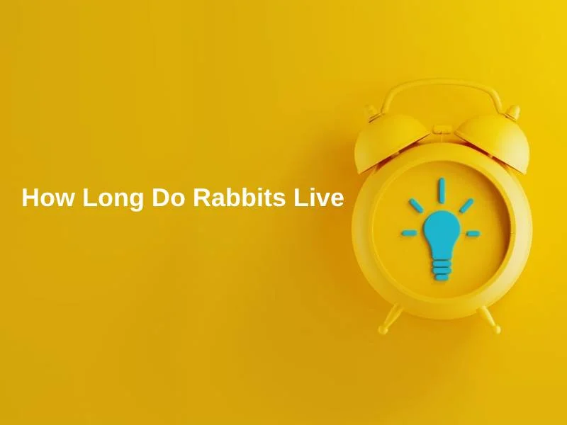 How Long Do Rabbits Live