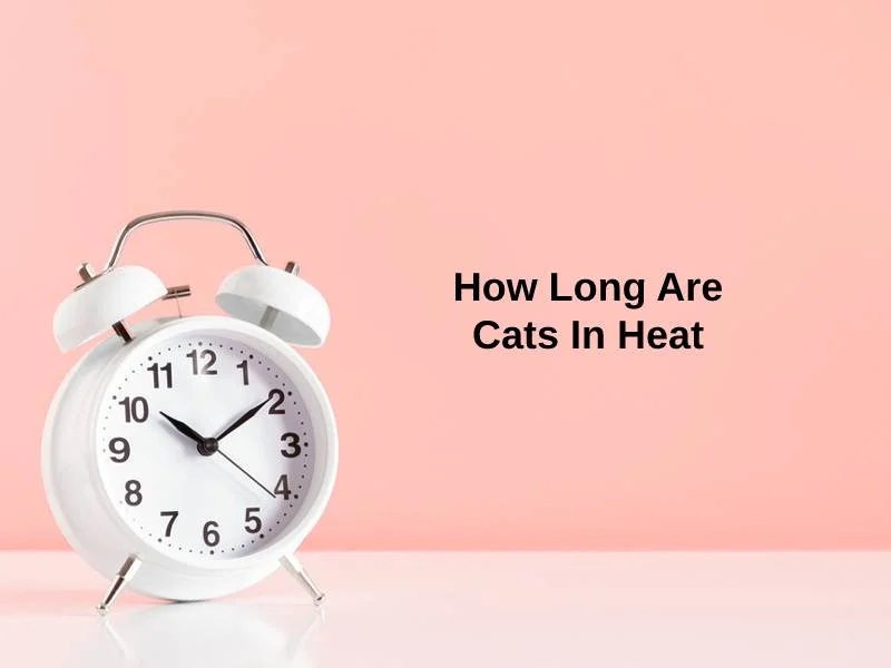 How Long Are Cats In Heat