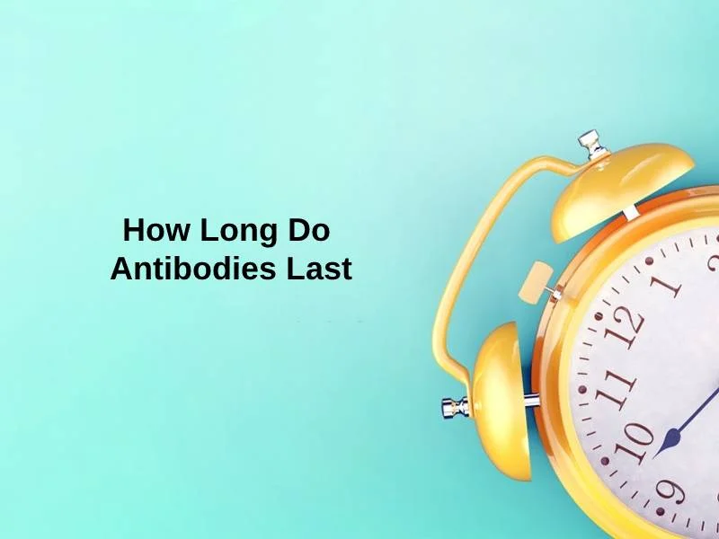 How Long Do Antibodies Last