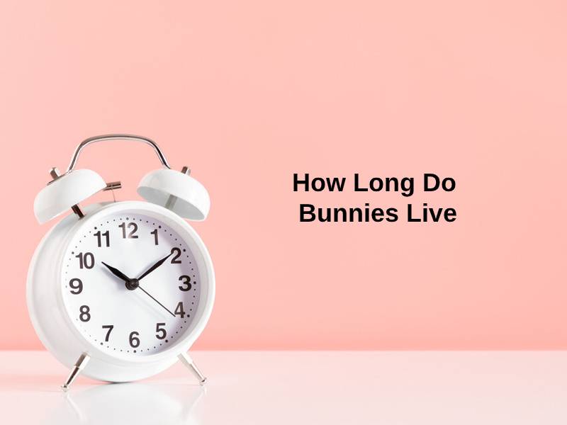 How Long Do Bunnies Live