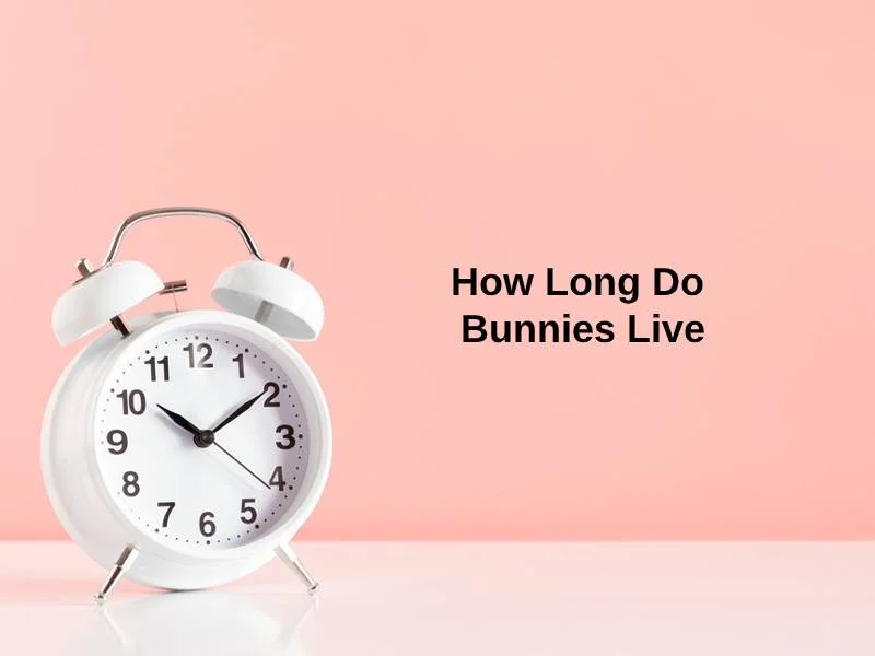 How Long Do Bunnies Live