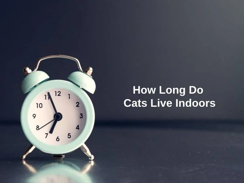 How Long Do Cats Live Indoors