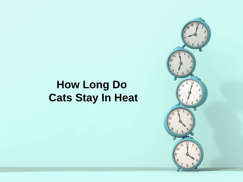 How Long Do Cats Stay In Heat