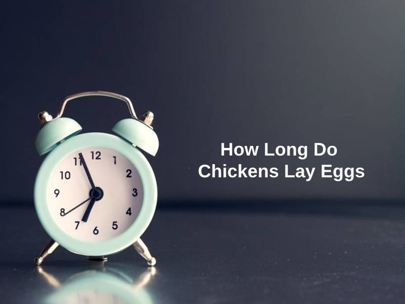 How Long Do Chickens Lay Eggs
