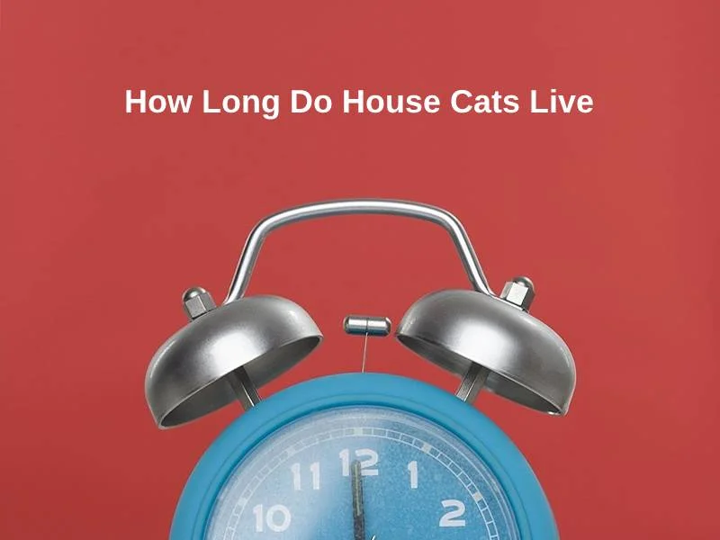 How Long Do House Cats Live