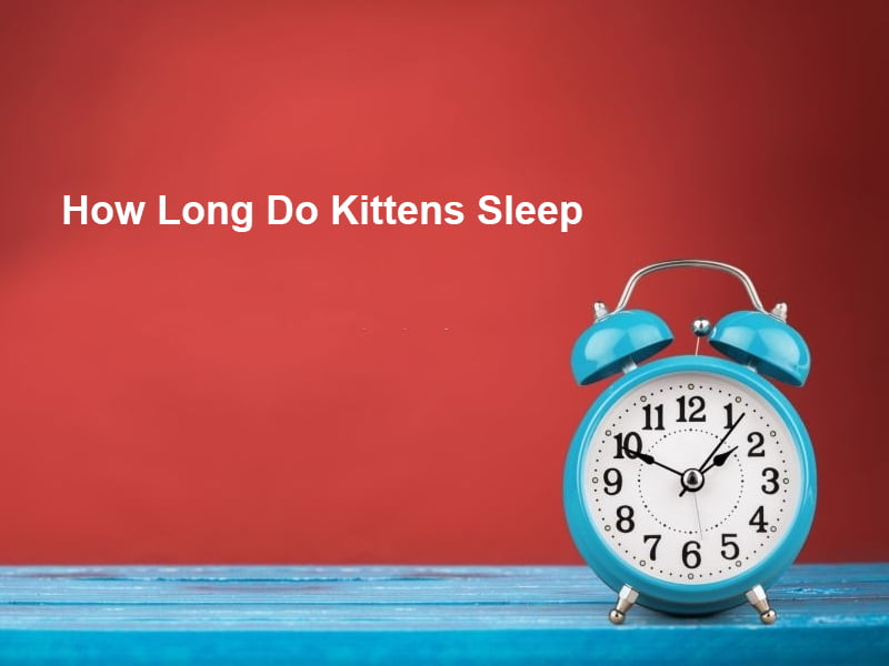 How Long Do Kittens Sleep