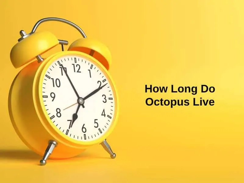 How Long Do Octopus Live