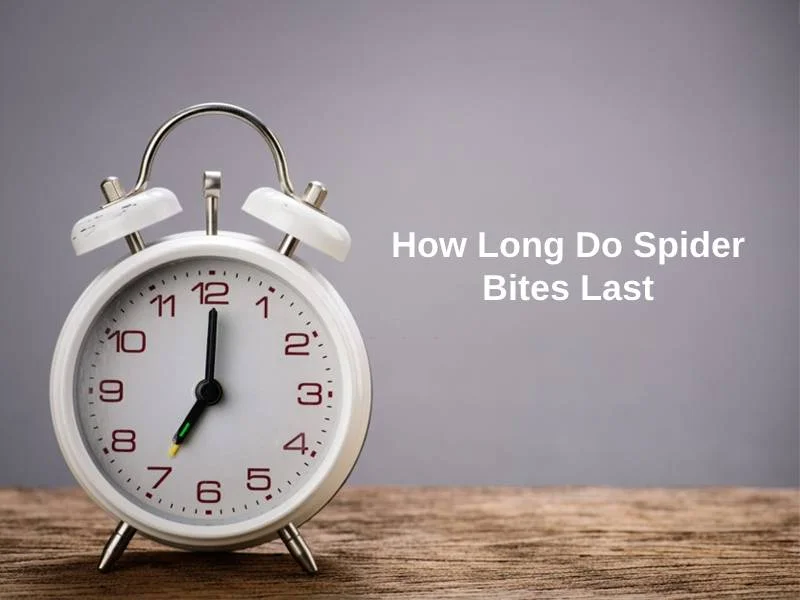 How Long Do Spider Bites Last