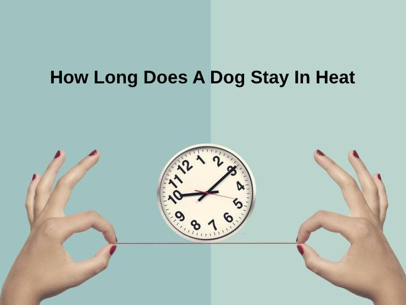 How Long Does A Dog Stay In Heat