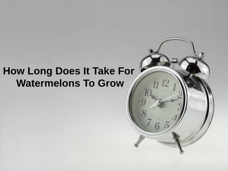 How Long Does It Take For Watermelons To Grow